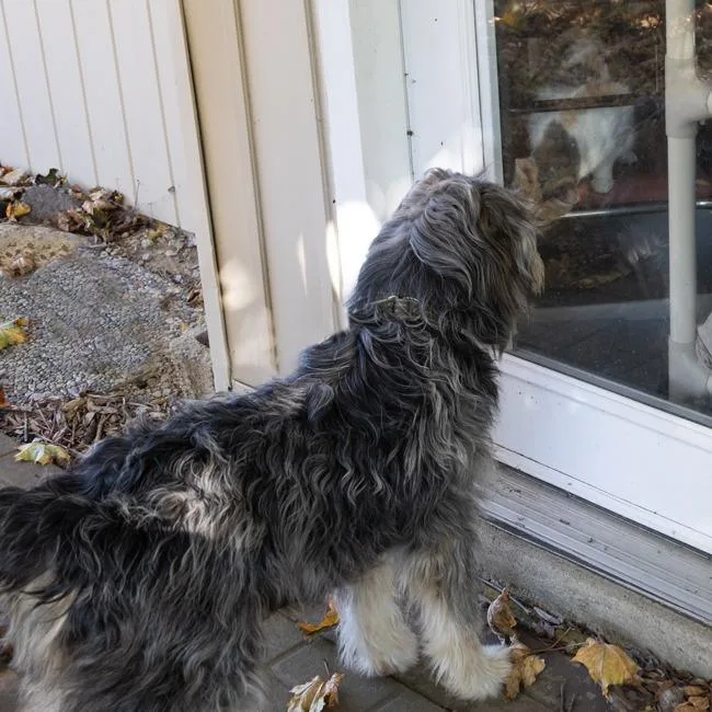 A young medium-sized male Gray / Blue / Silver Standard Poodle dog named Sampson for adoption in McKean, PA
