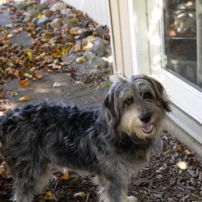 Sampson thumbnail 3