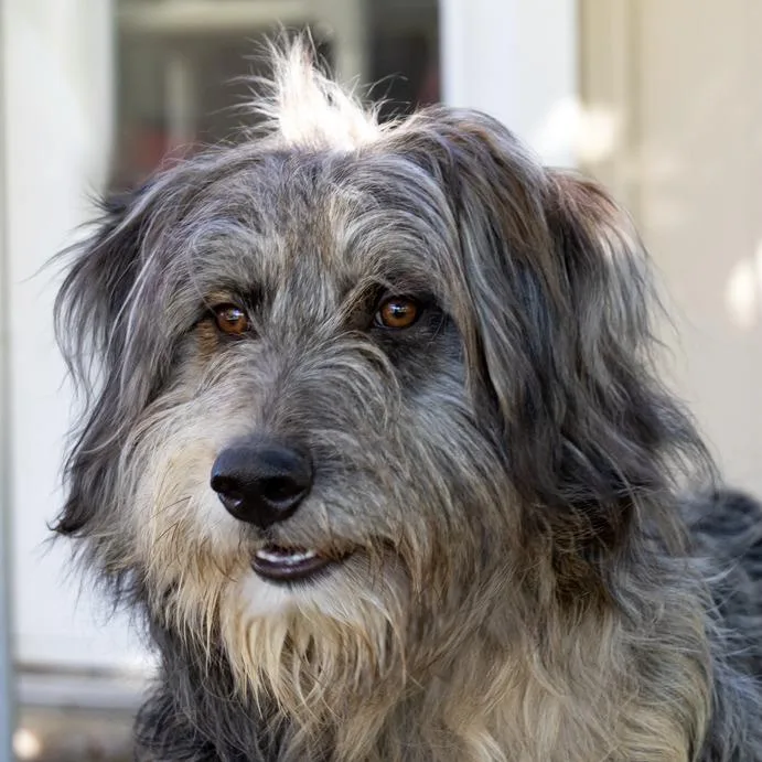 Sampson thumbnail 4