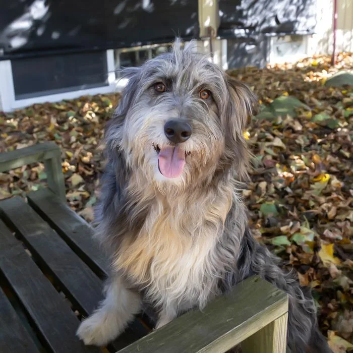 Sampson thumbnail 5