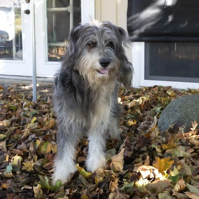 Sampson thumbnail 6