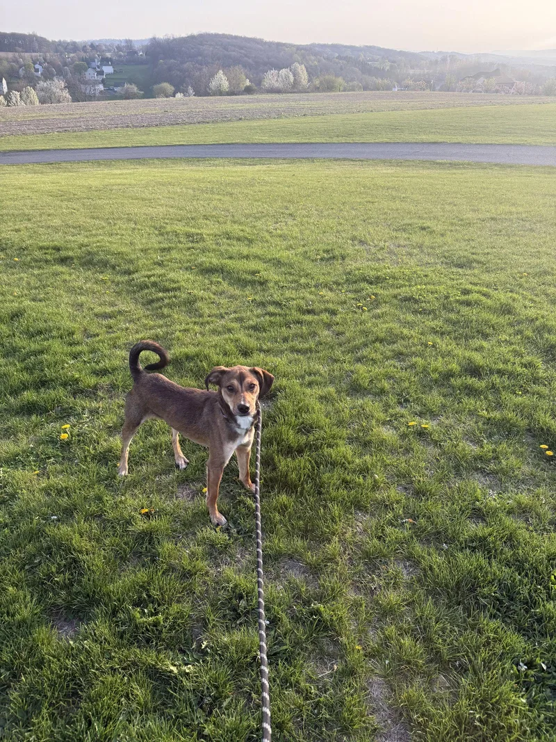 An adult medium-sized male Beagle dog named Fizzy for adoption in Walnutport, PA