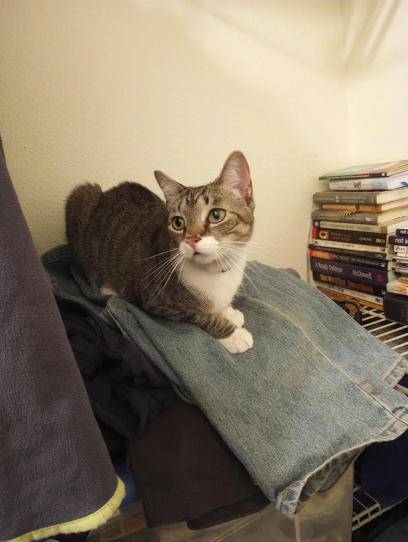 A young medium-sized female Domestic Short Hair cat named Mariah for adoption in Naples, FL