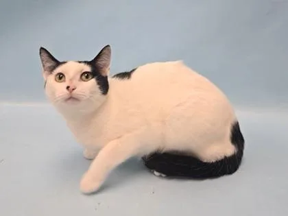 An adult small-sized female Domestic Short Hair cat named Pansy for adoption in Coon Rapids, MN