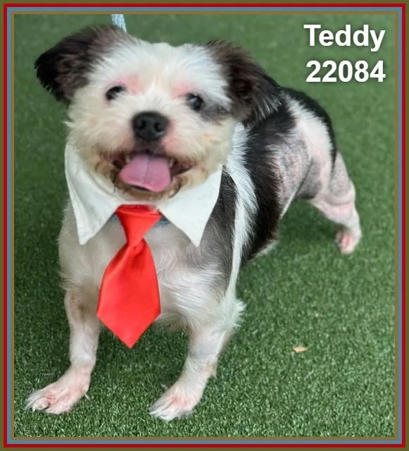 Teddy