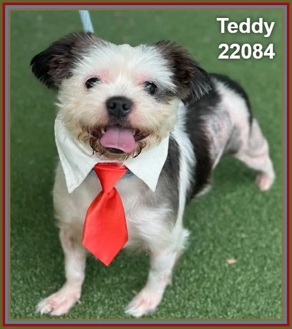 Teddy thumbnail 2