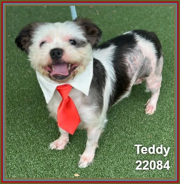 Teddy thumbnail 3