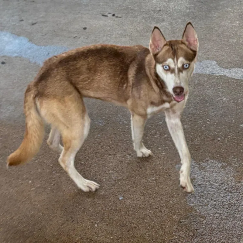 An adult medium-sized female Brown / Chocolate Mixed Breed dog named Susan for adoption in Lake Jackson, TX