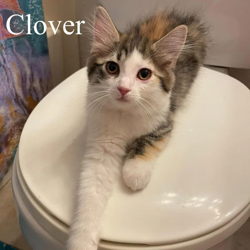 A baby medium-sized female Calico Domestic Short Hair cat named Clover for adoption in Queen Creek, AZ