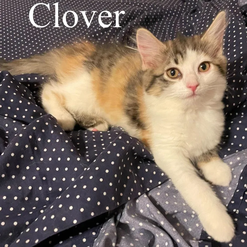 Clover thumbnail 2