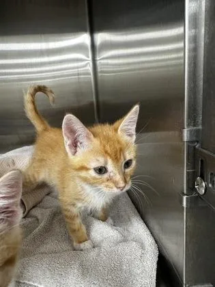 A baby small-sized male Domestic Short Hair cat named Pumpkin for adoption in Westland, MI
