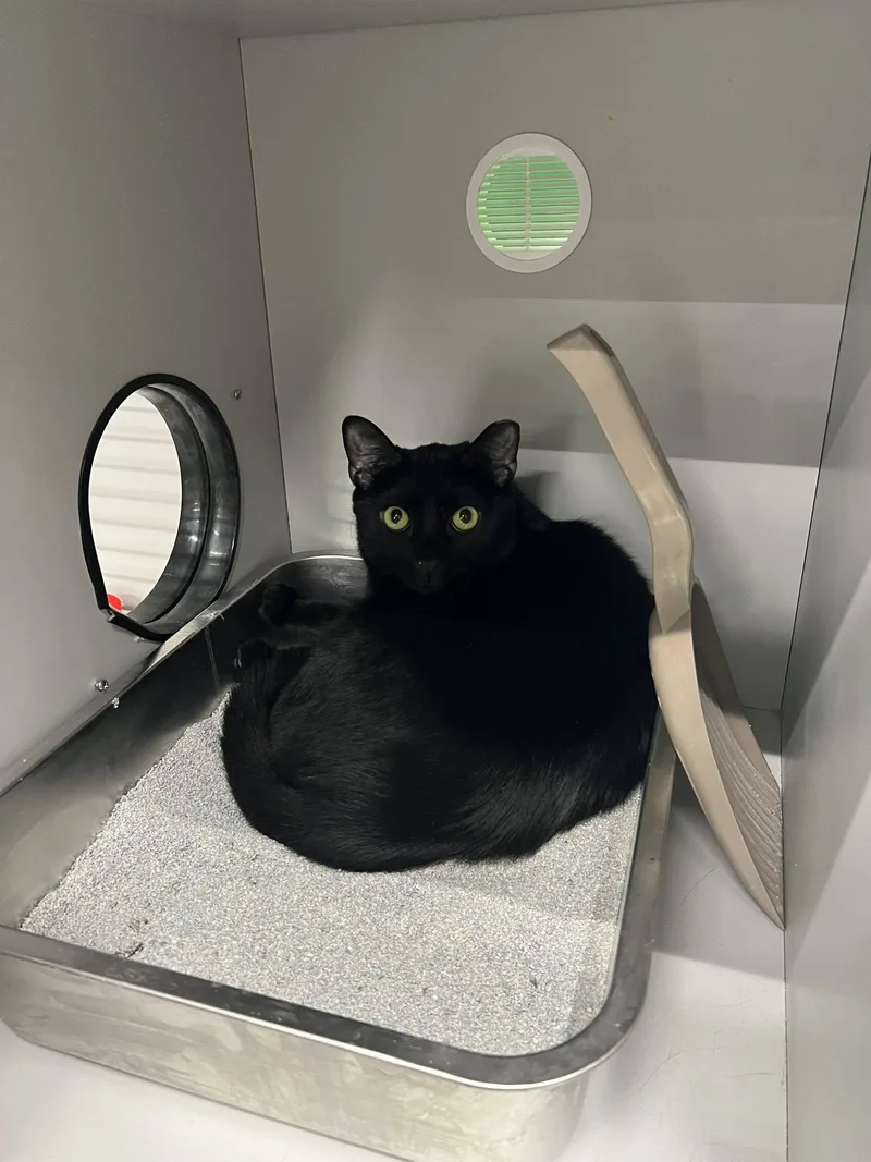 A young medium-sized male Black Domestic Short Hair cat named Sun for adoption in Cleveland, OH