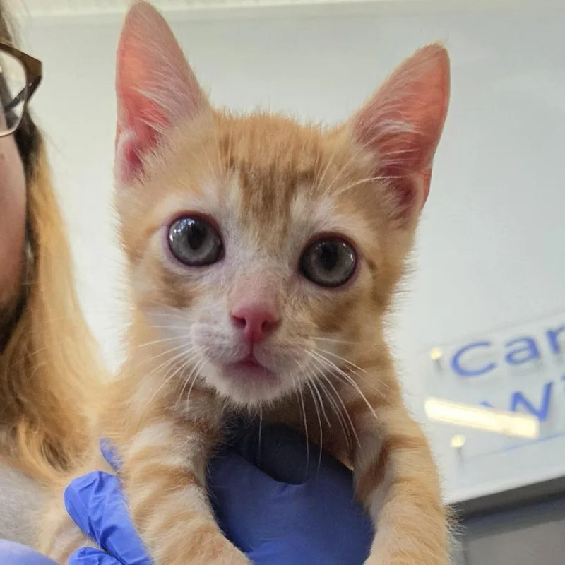A baby small-sized male Orange / Red Domestic Short Hair cat named Pumpkin for adoption in Marshall, TX