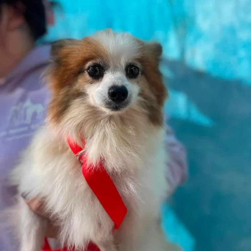 An adult small-sized female Pomeranian dog named Philly for adoption in St. Charles, IL