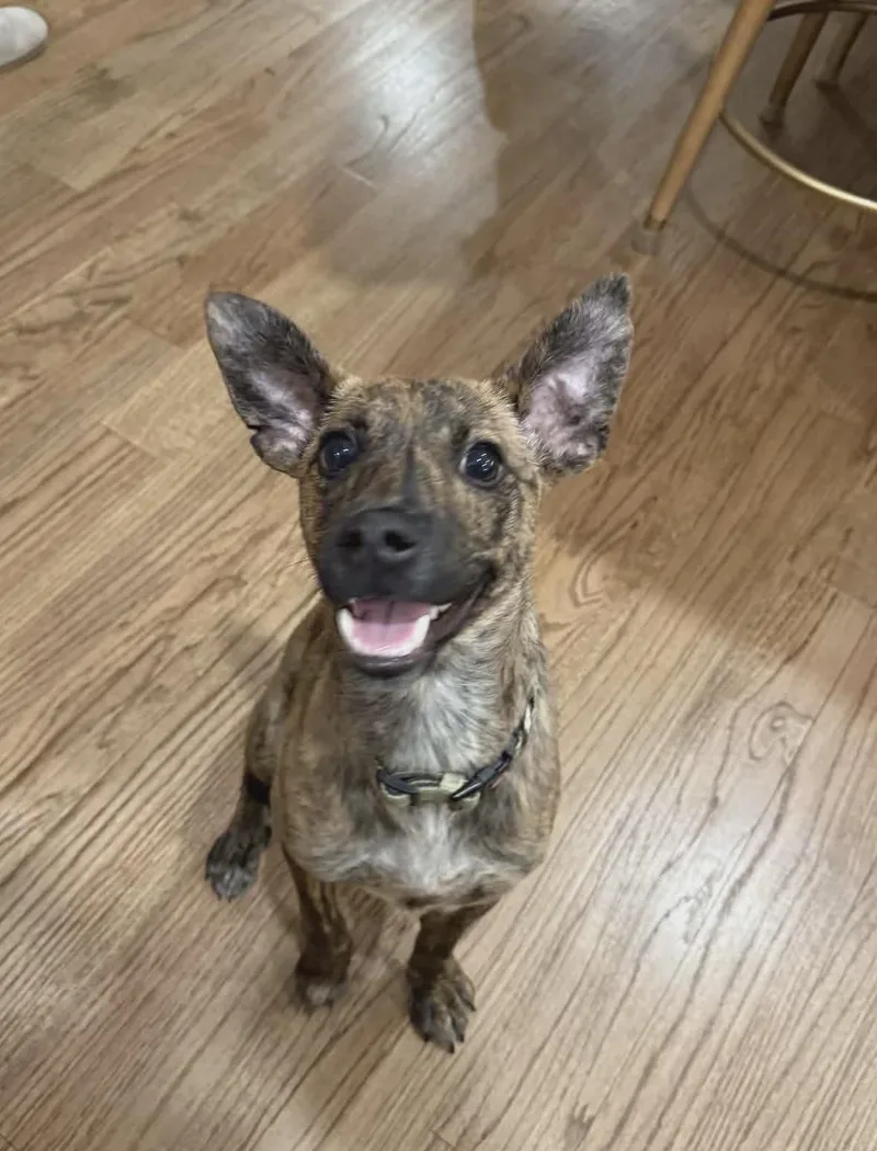A young small-sized male Brindle Chihuahua dog named Taco for adoption in Westwood, NJ