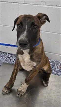 A baby small-sized female Shepherd dog named Lexi for adoption in Riverside, CA