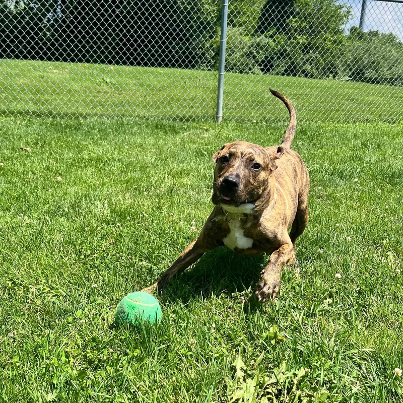 A young medium-sized male Brindle Pit Bull Terrier dog named Splinter for adoption in Benton Harbor, MI