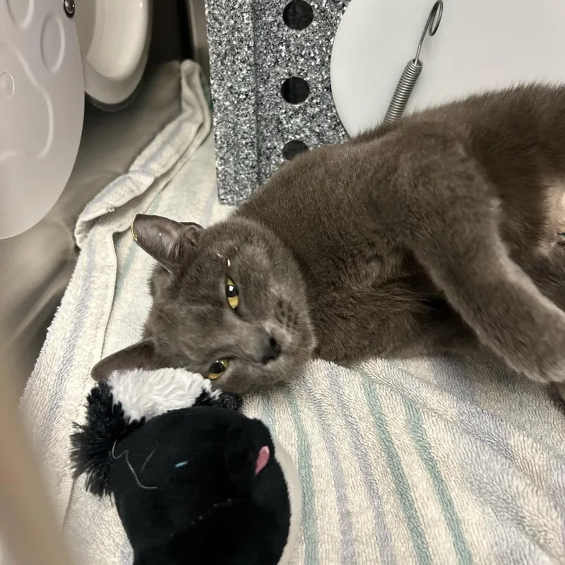 An adult medium-sized female Gray / Blue / Silver Domestic Short Hair cat named Tulip for adoption in Birdsboro, PA