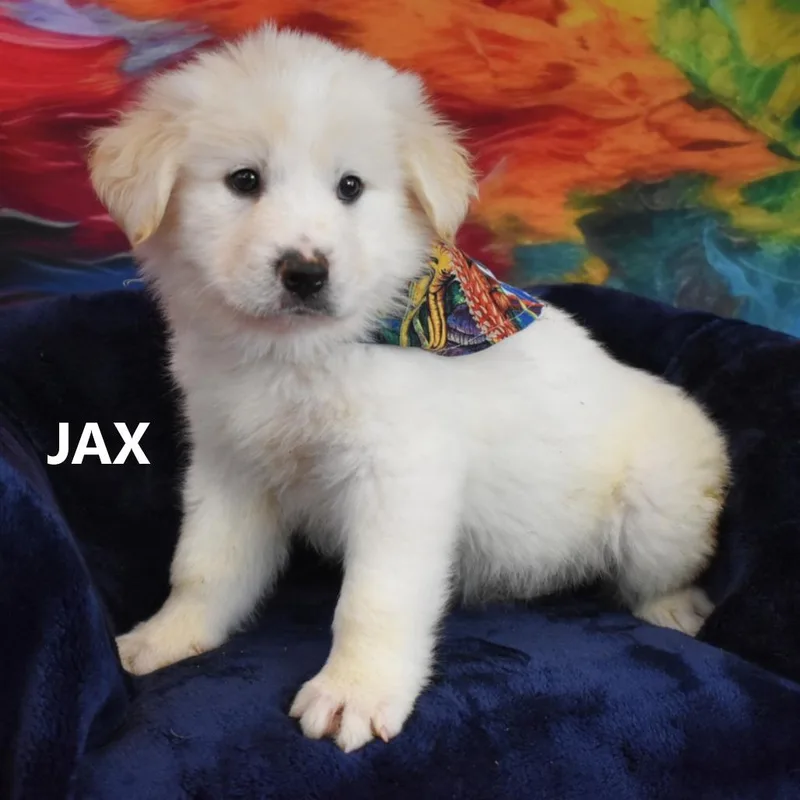 Jax