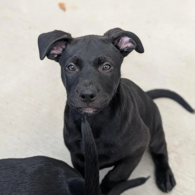 A young large-sized male Black Labrador Retriever dog named Slate for adoption in Fenton, MI