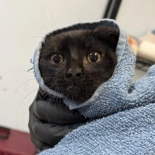 A baby small-sized male Domestic Short Hair cat named Boo for adoption in El Cajon, CA