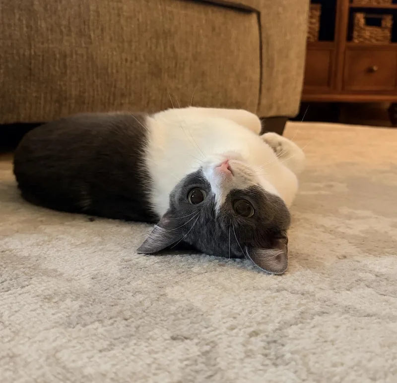 A baby medium-sized female Gray & White Domestic Short Hair cat named Ash for adoption in Maineville, OH