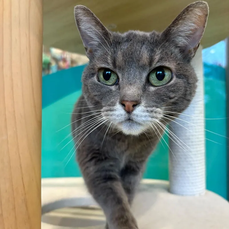 A senior medium-sized female Domestic Short Hair cat named Chalupa for adoption in Louisville, KY