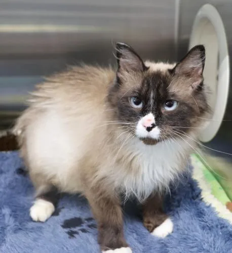 An adult medium-sized female Snowshoe cat named Nikki for adoption in Thief River Falls, MN