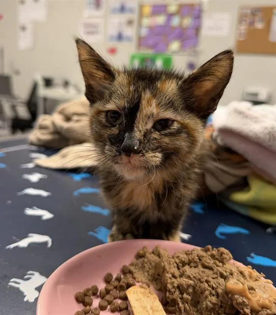 A baby small-sized female Domestic Short Hair cat named Autumn for adoption in Ontario, CA