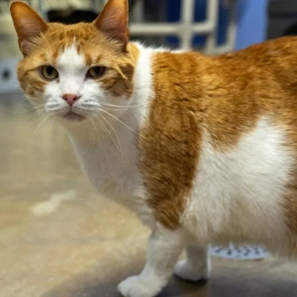 An adult extra large-sized male Orange / Red Domestic Short Hair cat named Chubs for adoption in Pittsford, VT