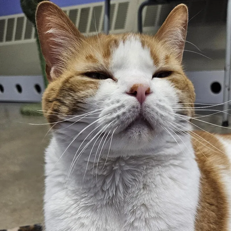 Chubs thumbnail 2
