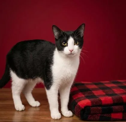 A baby small-sized male Domestic Short Hair cat named Uber for adoption in Cumming, GA