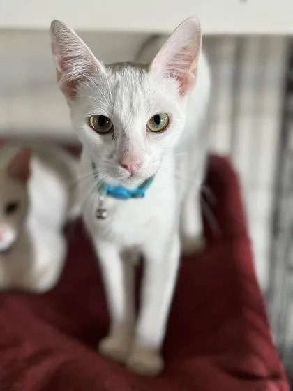 Evangelina thumbnail 3