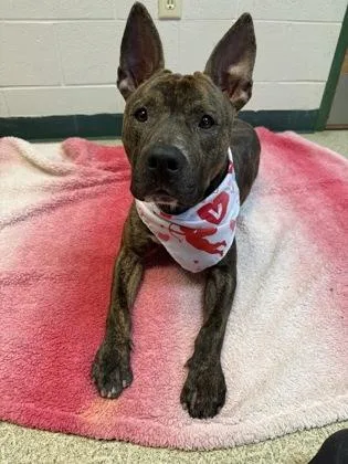 Snickers thumbnail 2