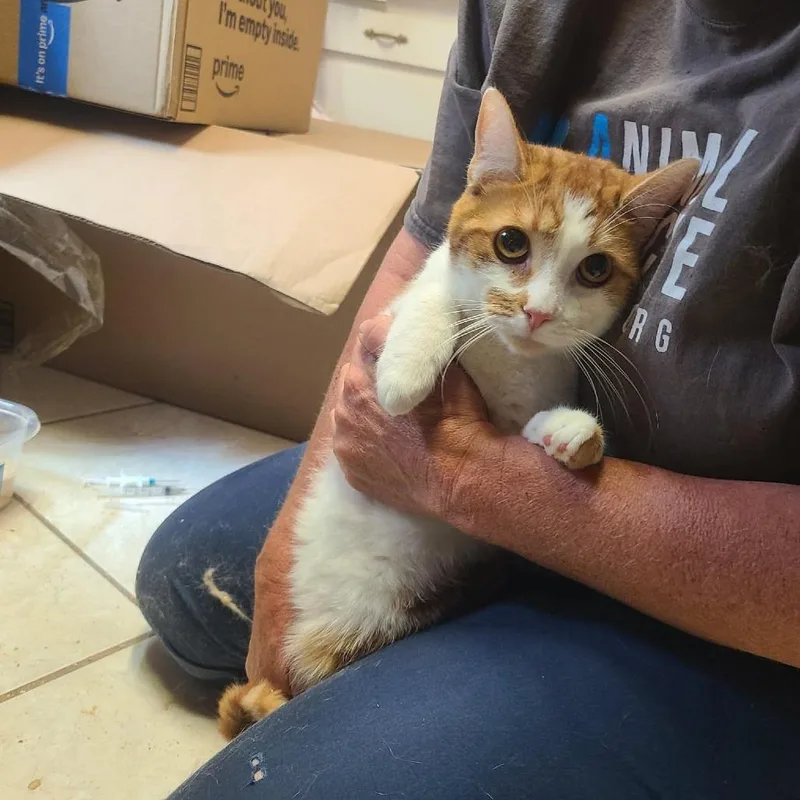 A young small-sized male Orange / Red Domestic Short Hair cat named Carlos for adoption in Hemet, CA