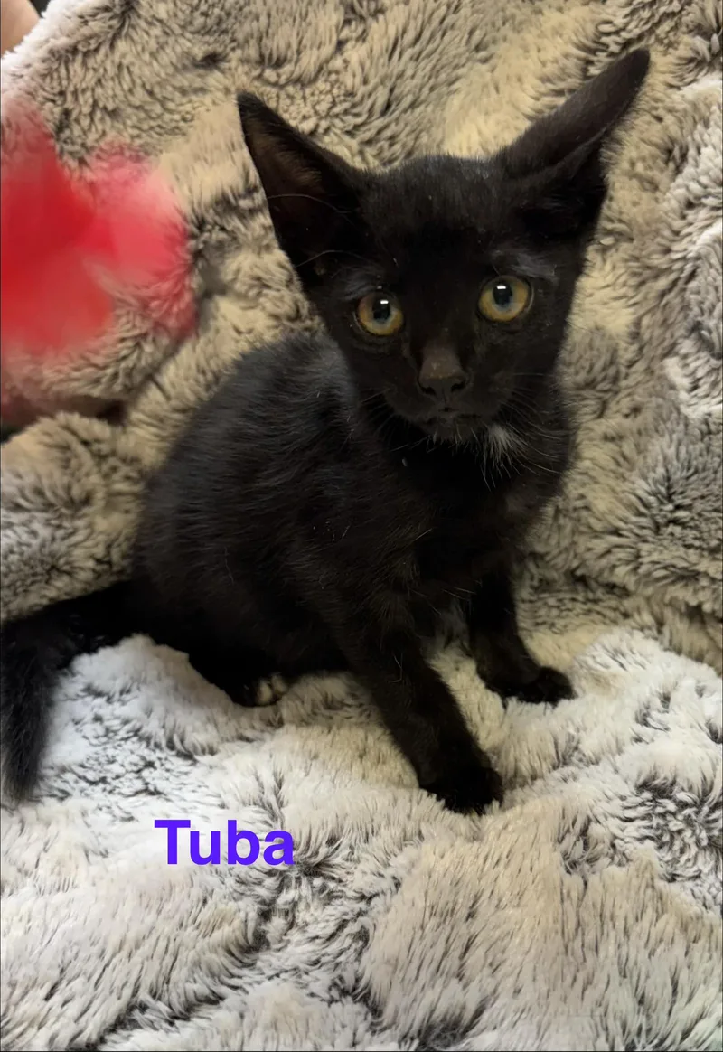 A baby small-sized male Black Domestic Short Hair cat named Tuba for adoption in Shrewsbury, MA