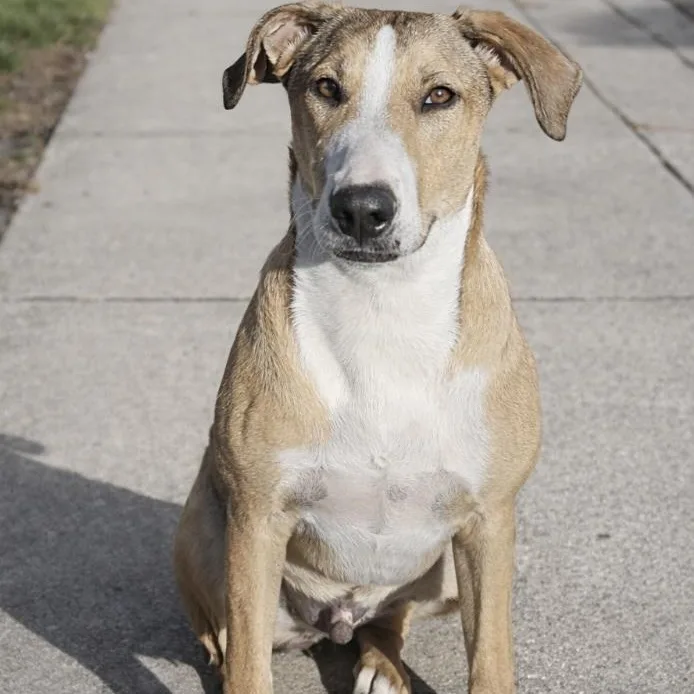 Maverick thumbnail 3