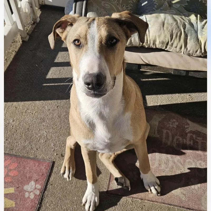 Maverick thumbnail 5