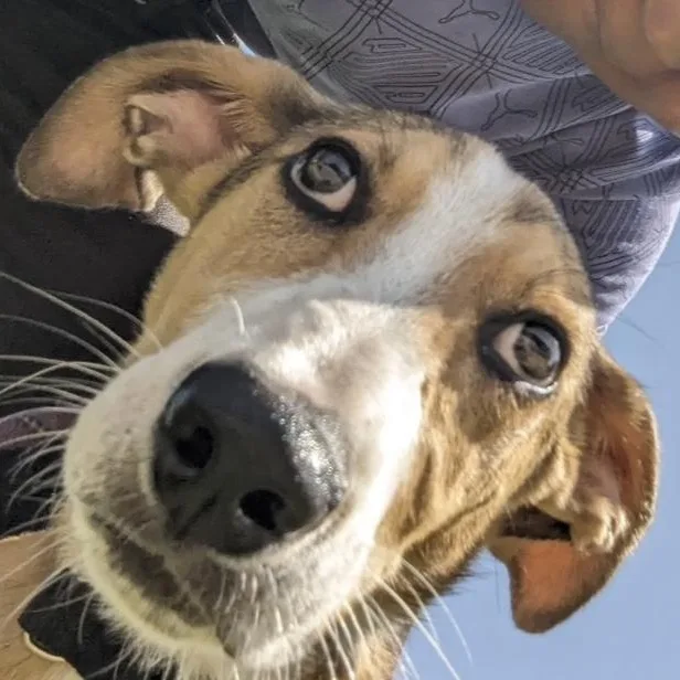 A baby medium-sized male Yellow / Tan / Blond / Fawn Bull Terrier dog named Maverick for adoption in Huntington, NY