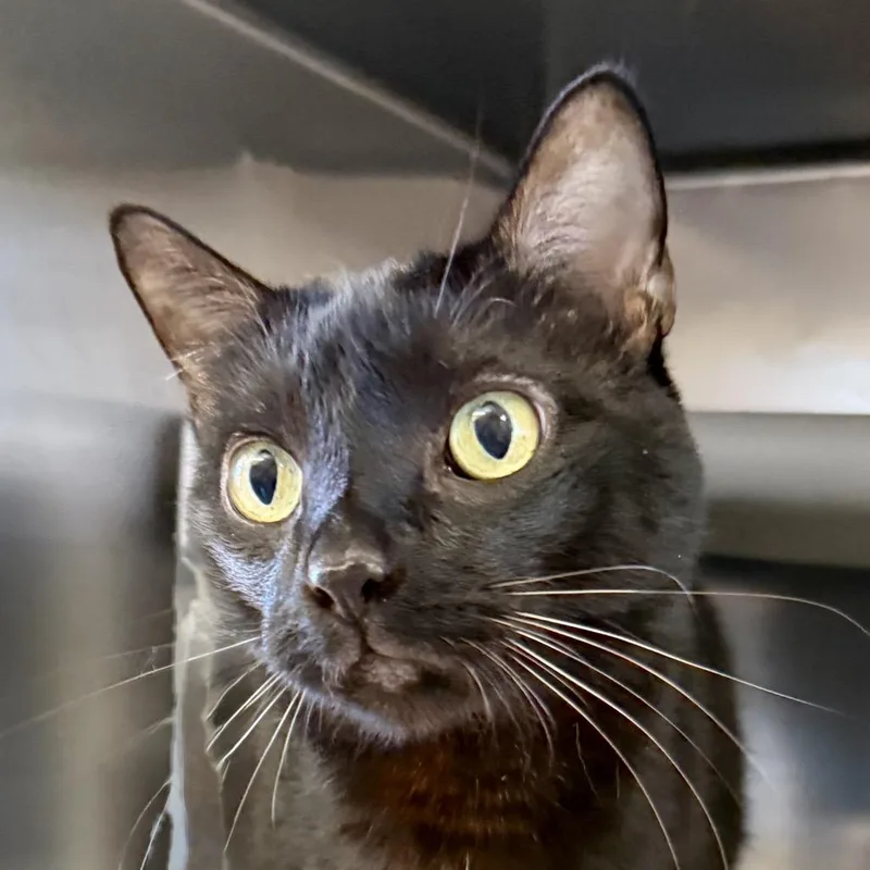 Midnight thumbnail 2