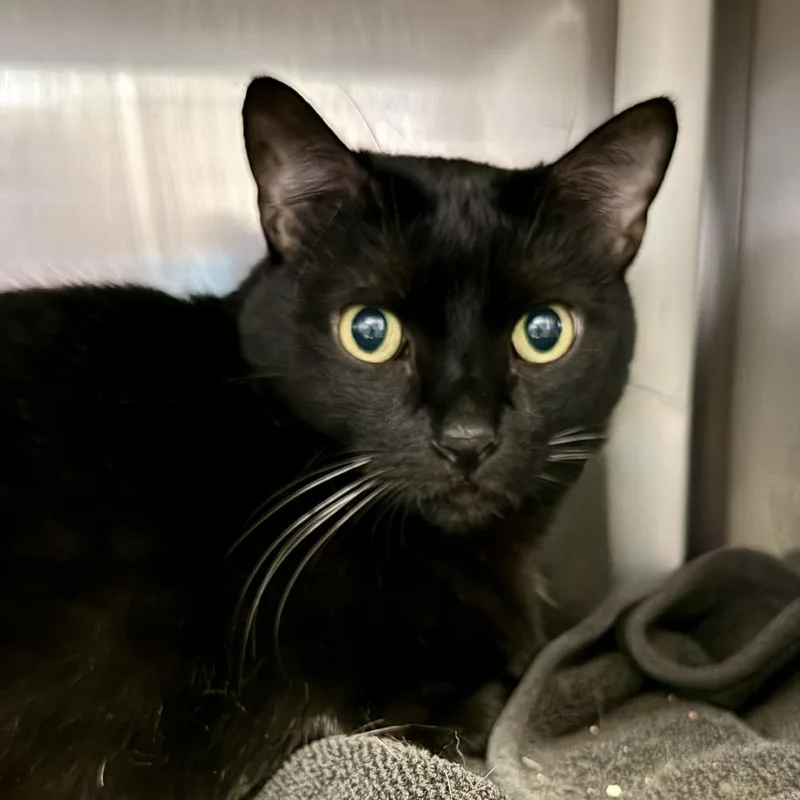 Midnight thumbnail 3