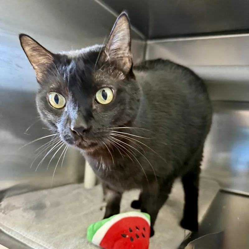 Midnight thumbnail 4