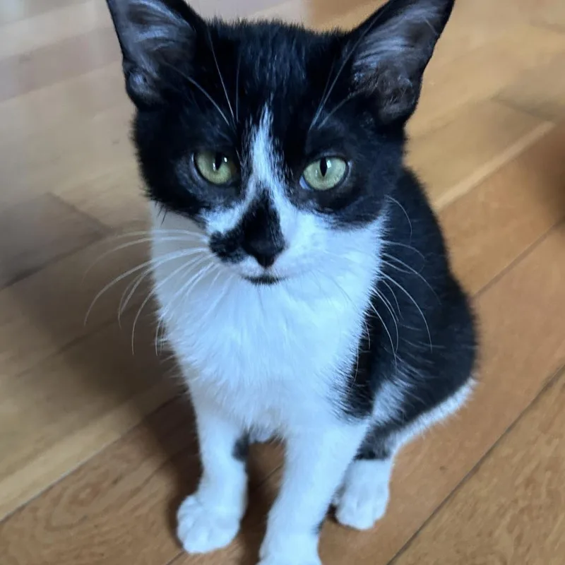 A baby small-sized female Black Domestic Short Hair cat named Irene for adoption in Evanston, IL
