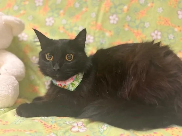 An adult medium-sized female Domestic Short Hair cat named Derpy for adoption in Fairfield, CA