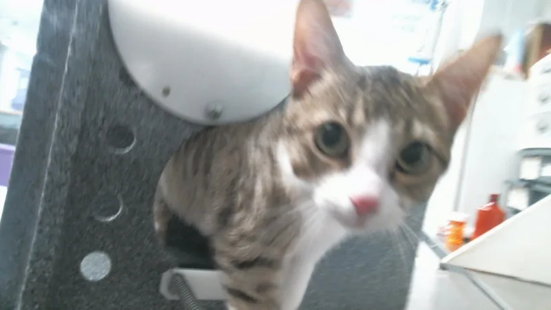 A young medium-sized female Domestic Short Hair cat named Bonnie for adoption in Houston, TX