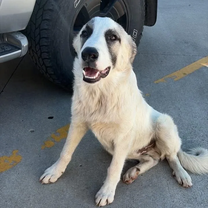 A young medium-sized male White / Cream Great Pyrenees dog named Bonez for adoption in Emporia, KS