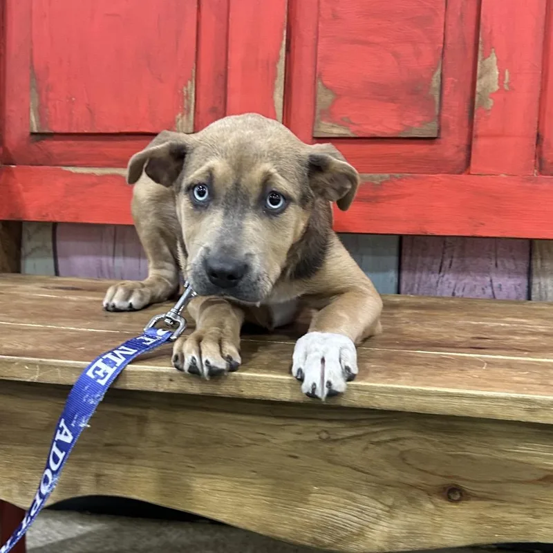 A baby small-sized female Brown / Chocolate Mixed Breed dog named Fwt Moxie for adoption in Midland, TX