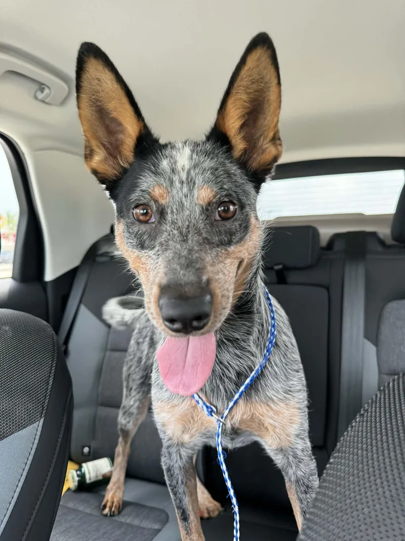 A young medium-sized female Gray / Blue / Silver Australian Cattle Dog / Blue Heeler dog named Bluey for adoption in Sadler, TX