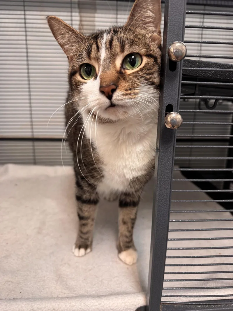 An adult medium-sized female Domestic Short Hair cat named Ashley for adoption in Sanford, FL