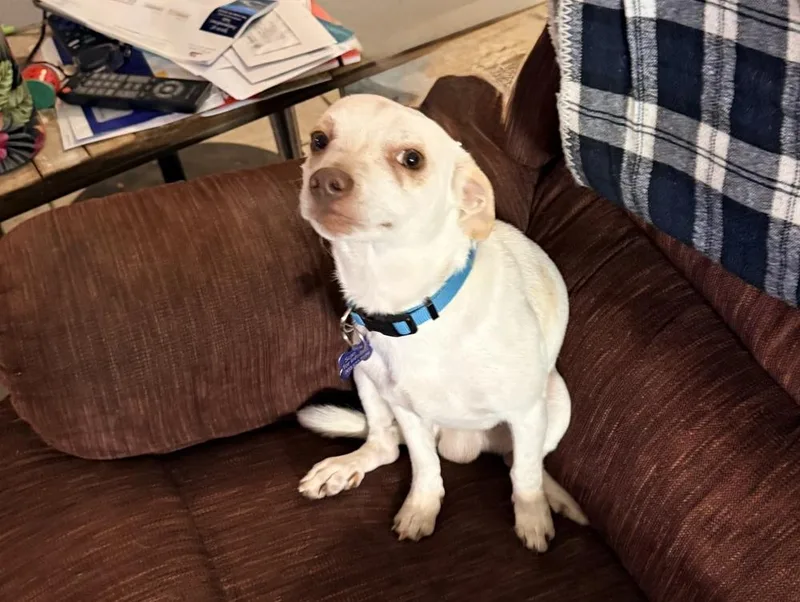 An adult small-sized male Chihuahua dog named Lloyd for adoption in Broomfield, CO